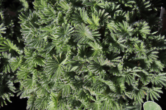 Oxalis palmifrons