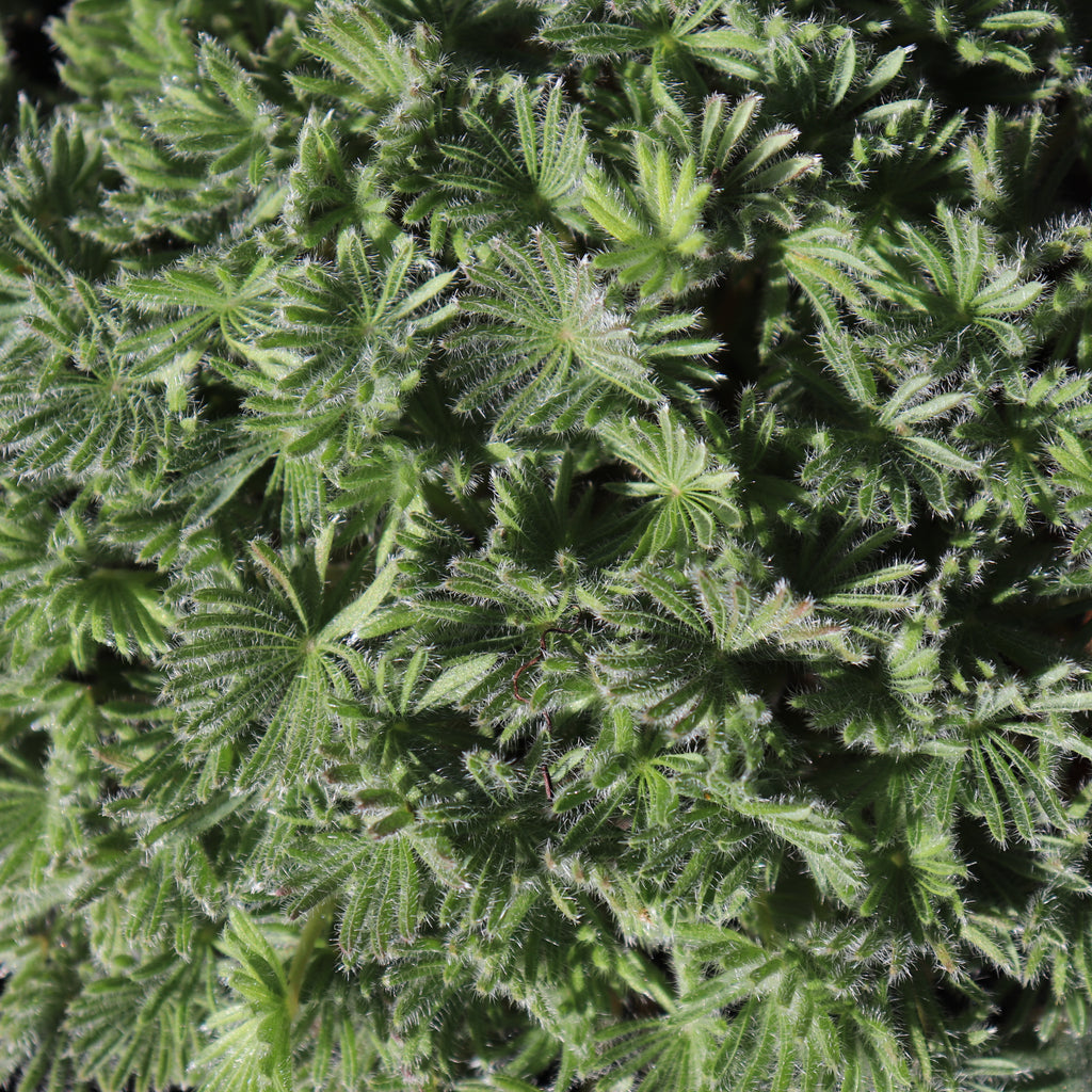 Oxalis palmifrons Image