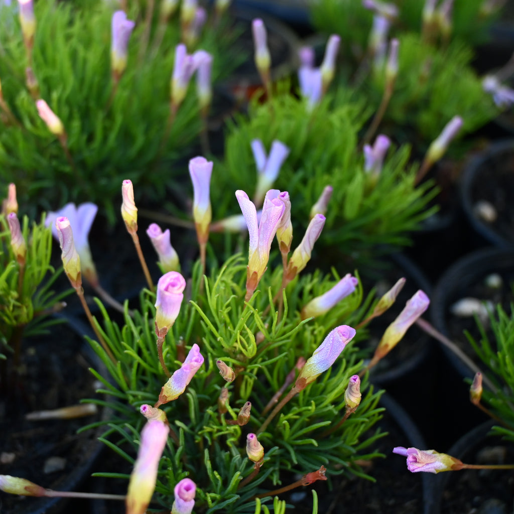 Oxalis polyphylla Image