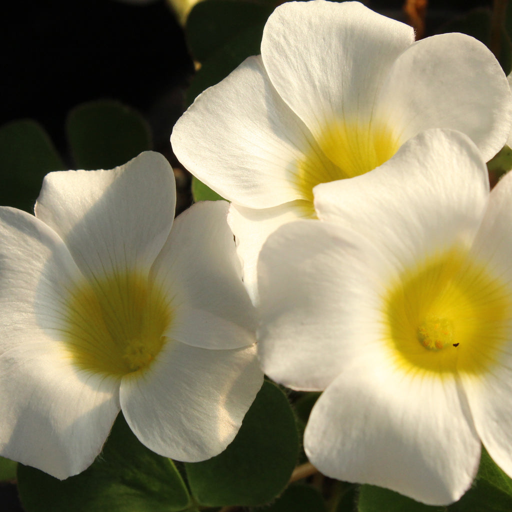 Oxalis purpurea Alba Image