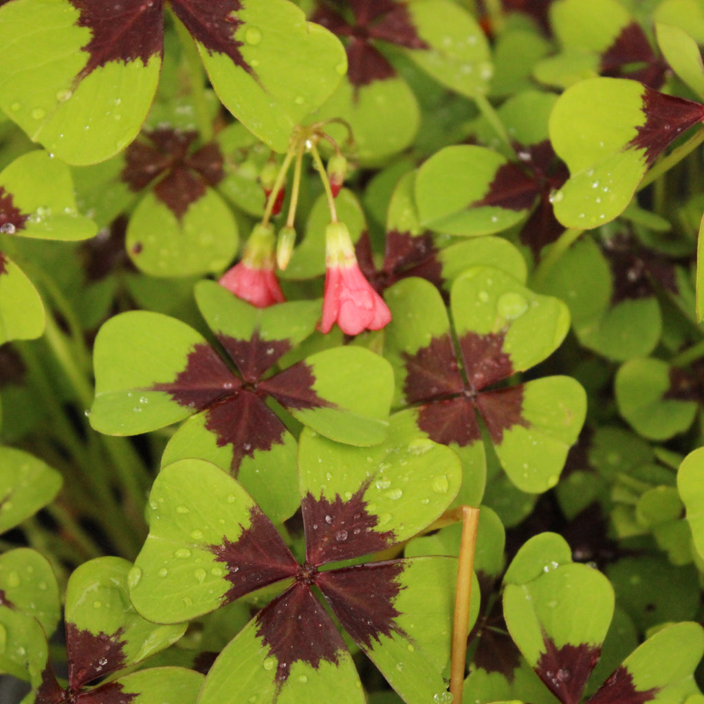 Oxalis tetraphylla Iron Cross Image