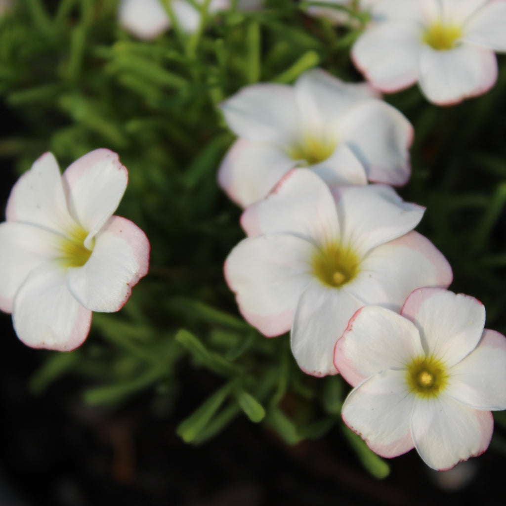 Oxalis versicolor Image