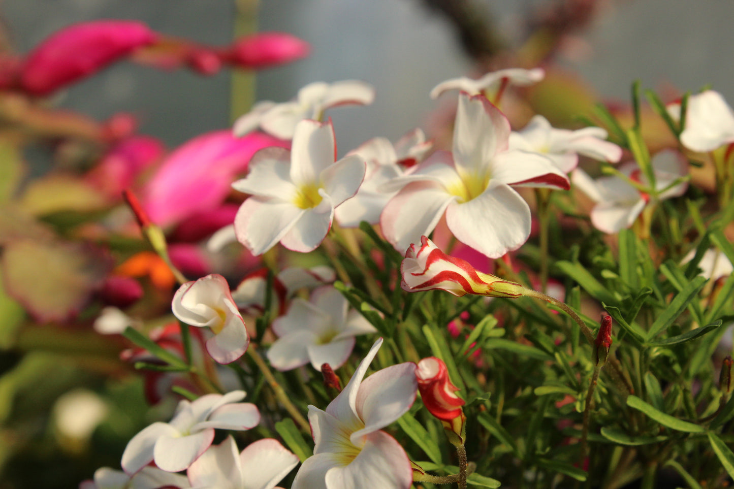 Oxalis versicolor 2