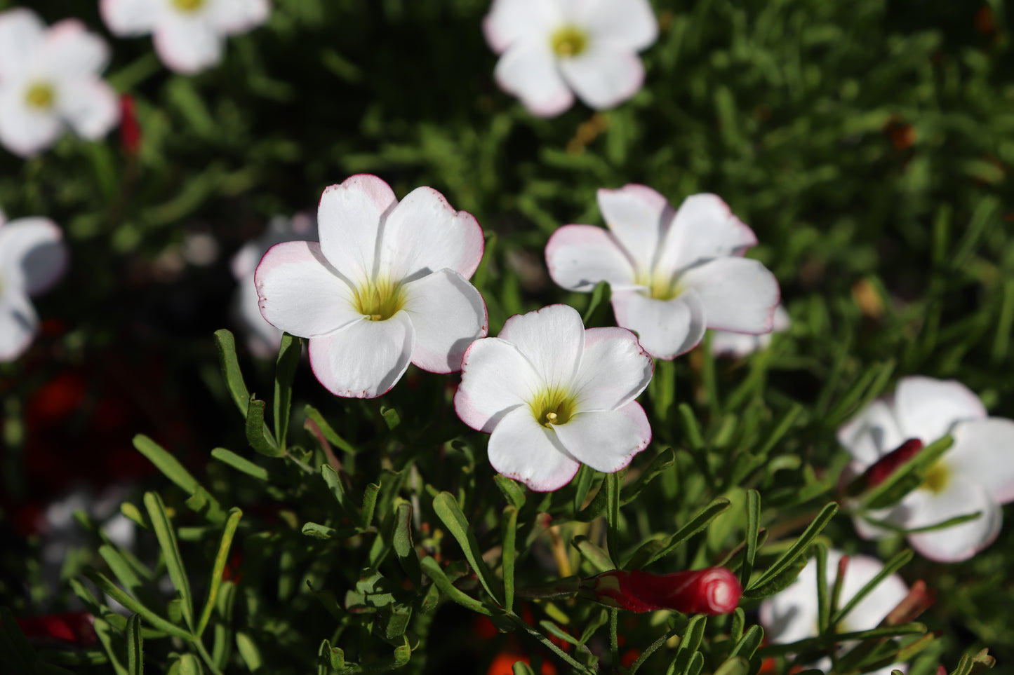 Oxalis versicolor 3