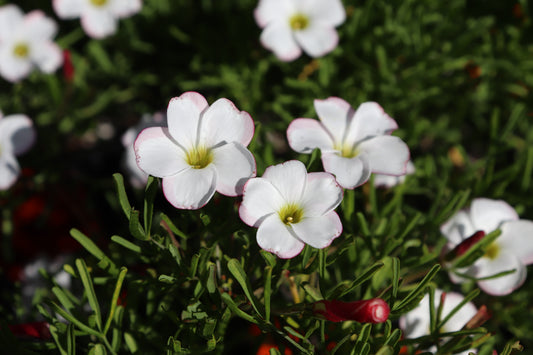 Oxalis versicolor 3
