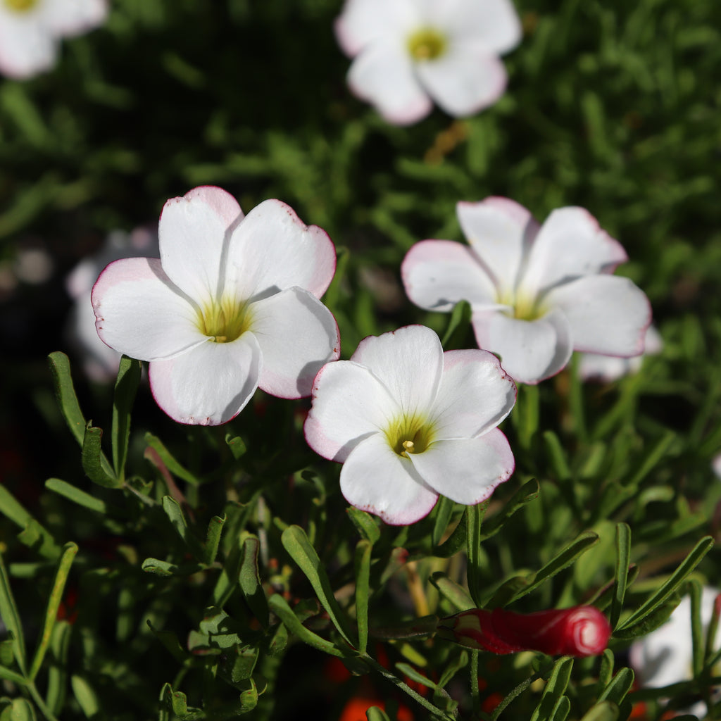 Oxalis versicolor Image