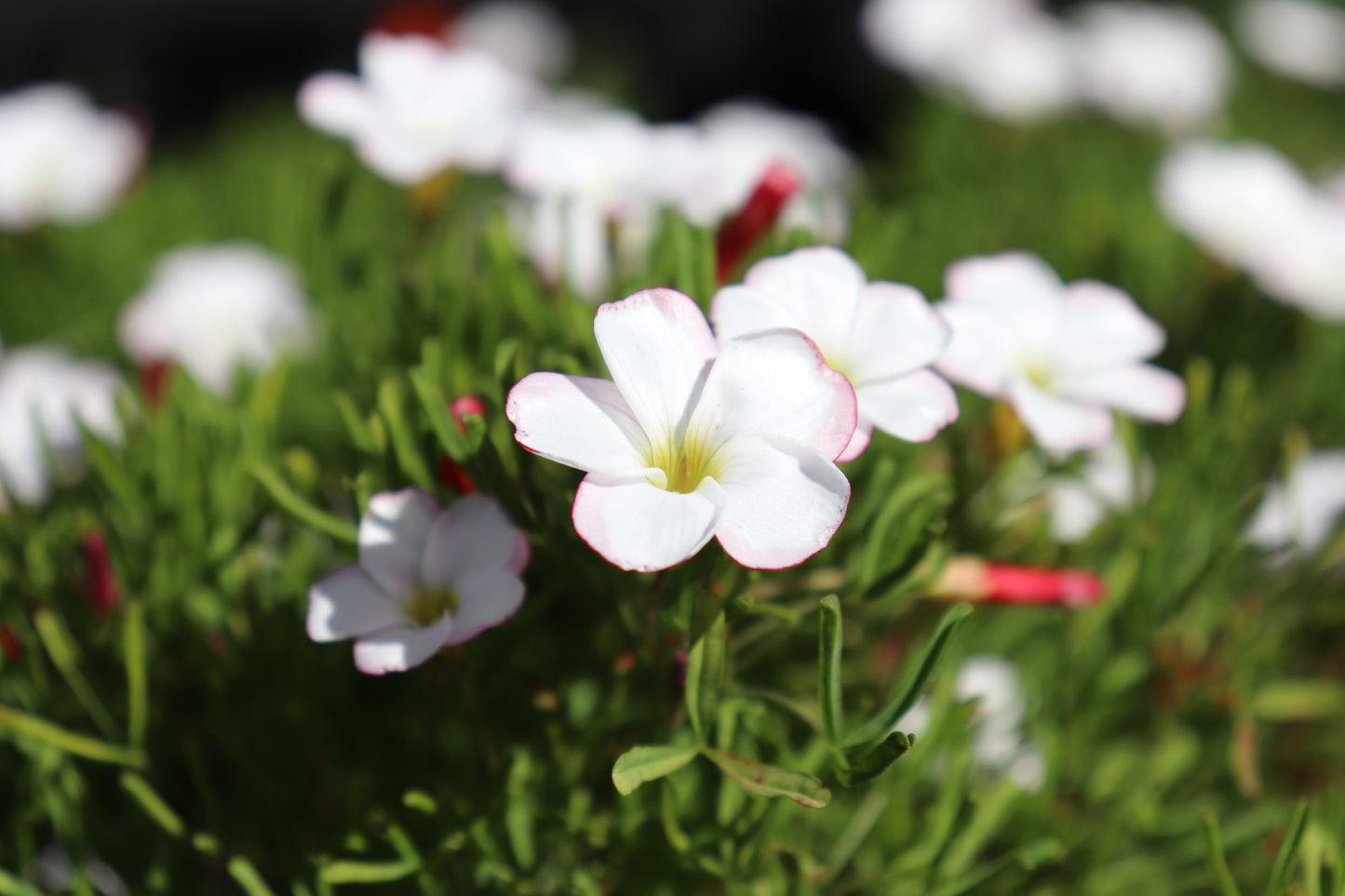 Oxalis versicolor 4