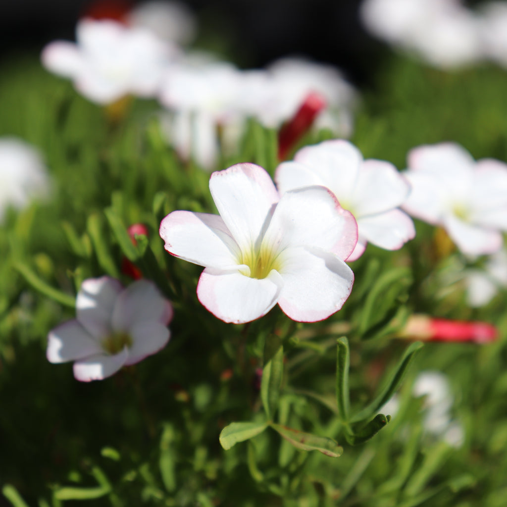 Oxalis versicolor Image