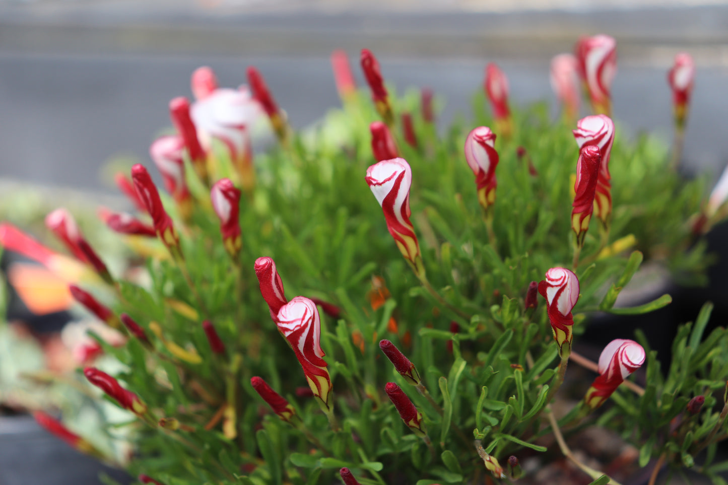Oxalis versicolor 5
