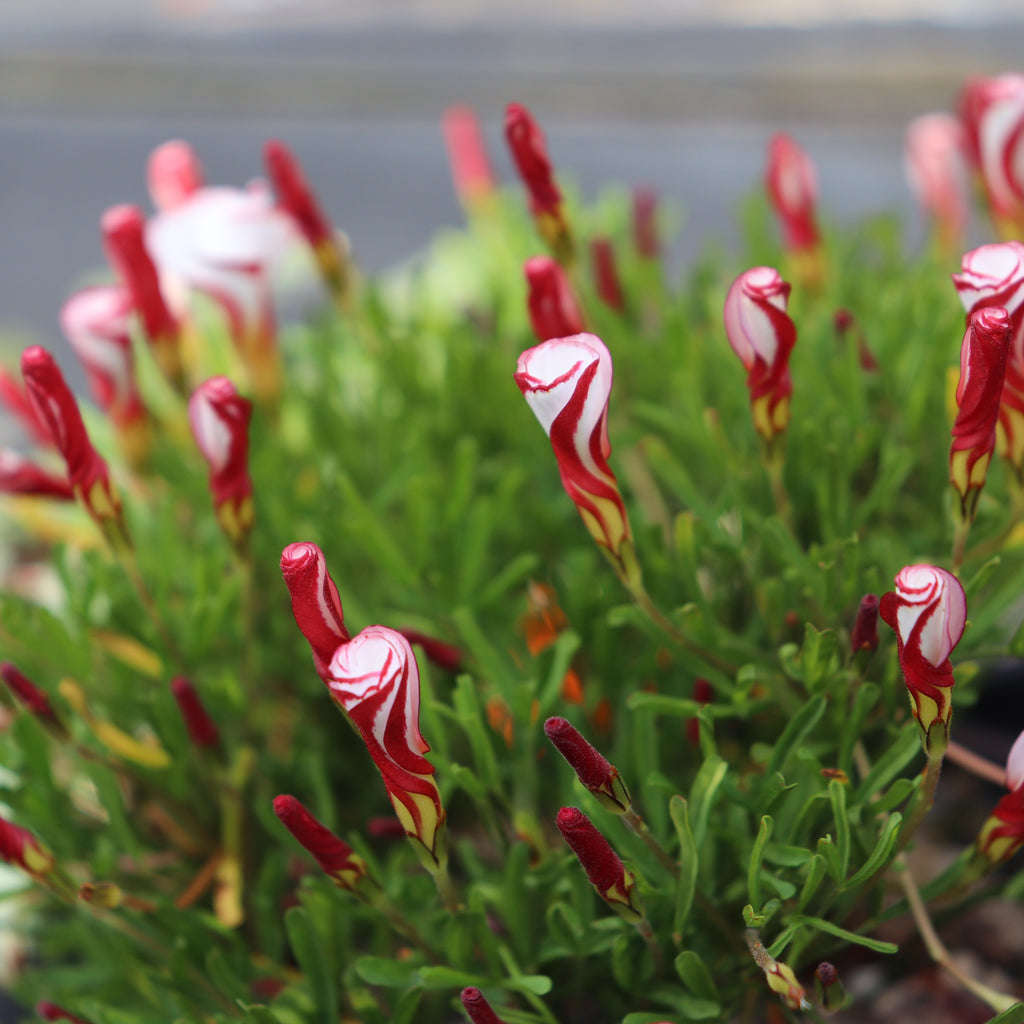 Oxalis versicolor Image