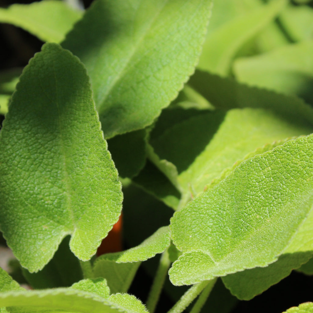 Phlomis Russeliana Image