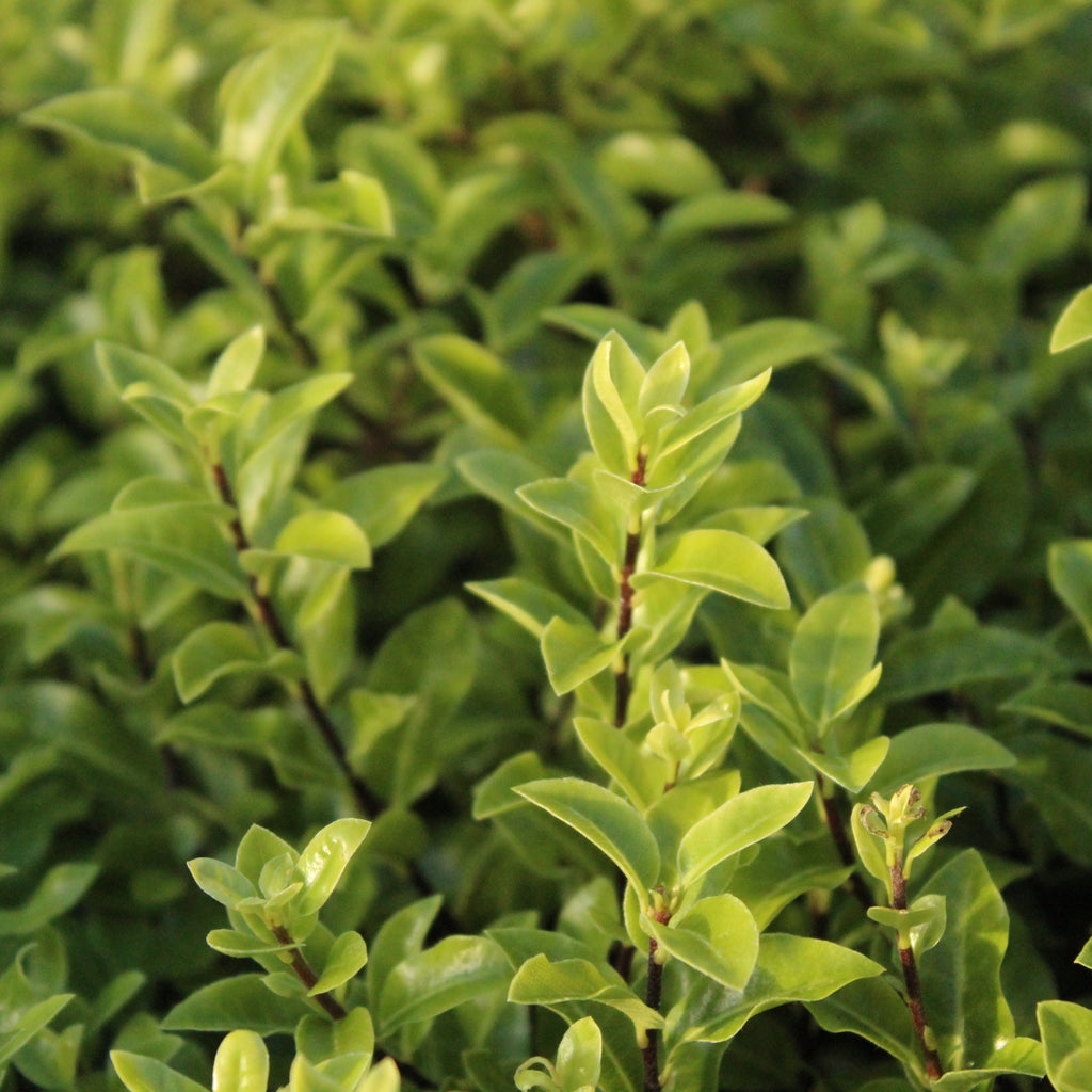Pittosporum Midget Image