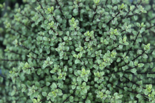 Pittosporum Small Ball