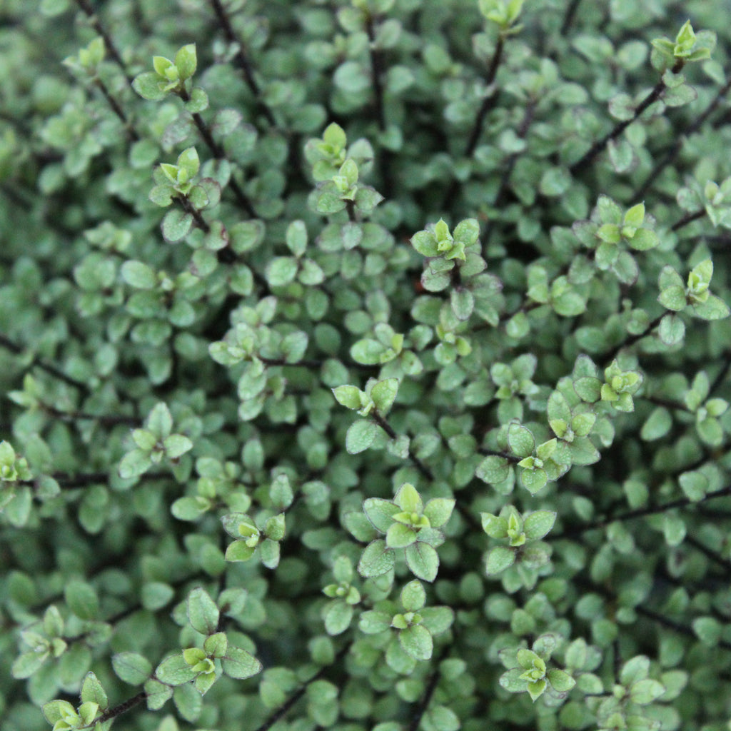 Pittosporum Small Ball Image