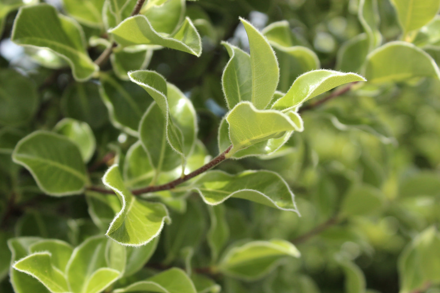 Pittosporum Stephens Island