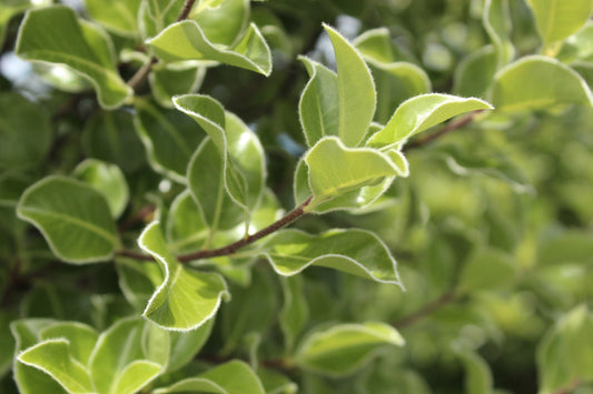 Pittosporum Stephens Island