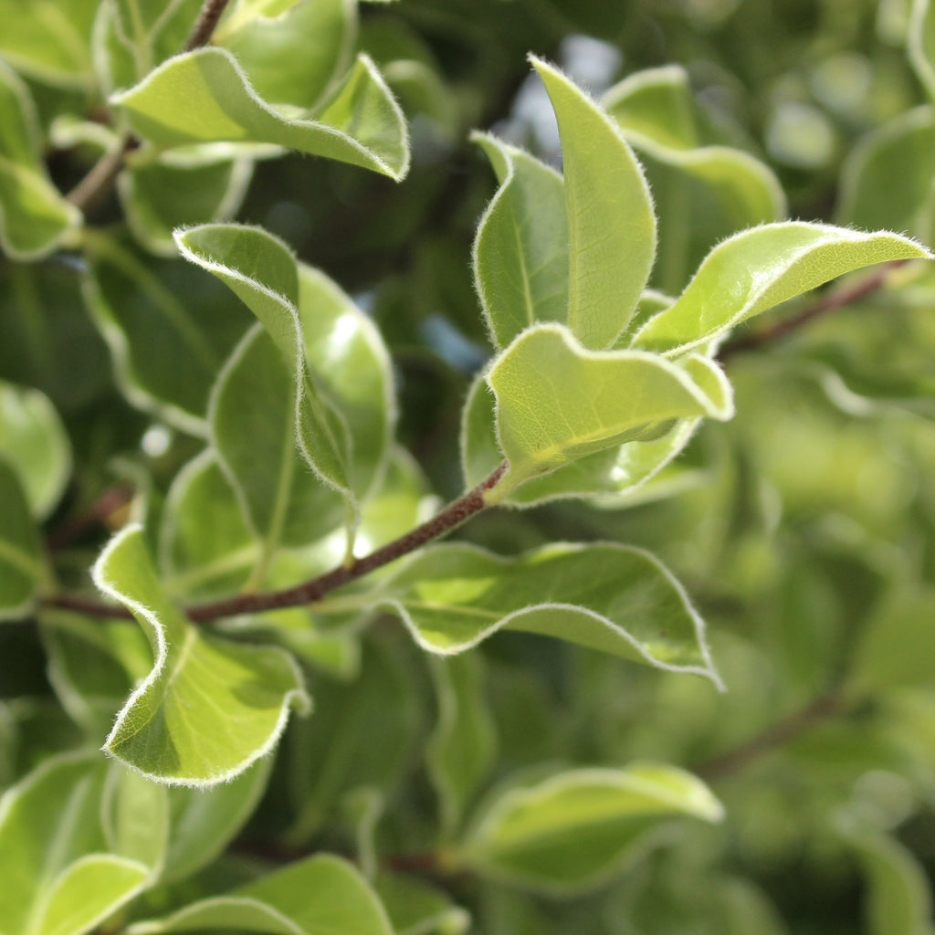 Pittosporum Stephens Island Image