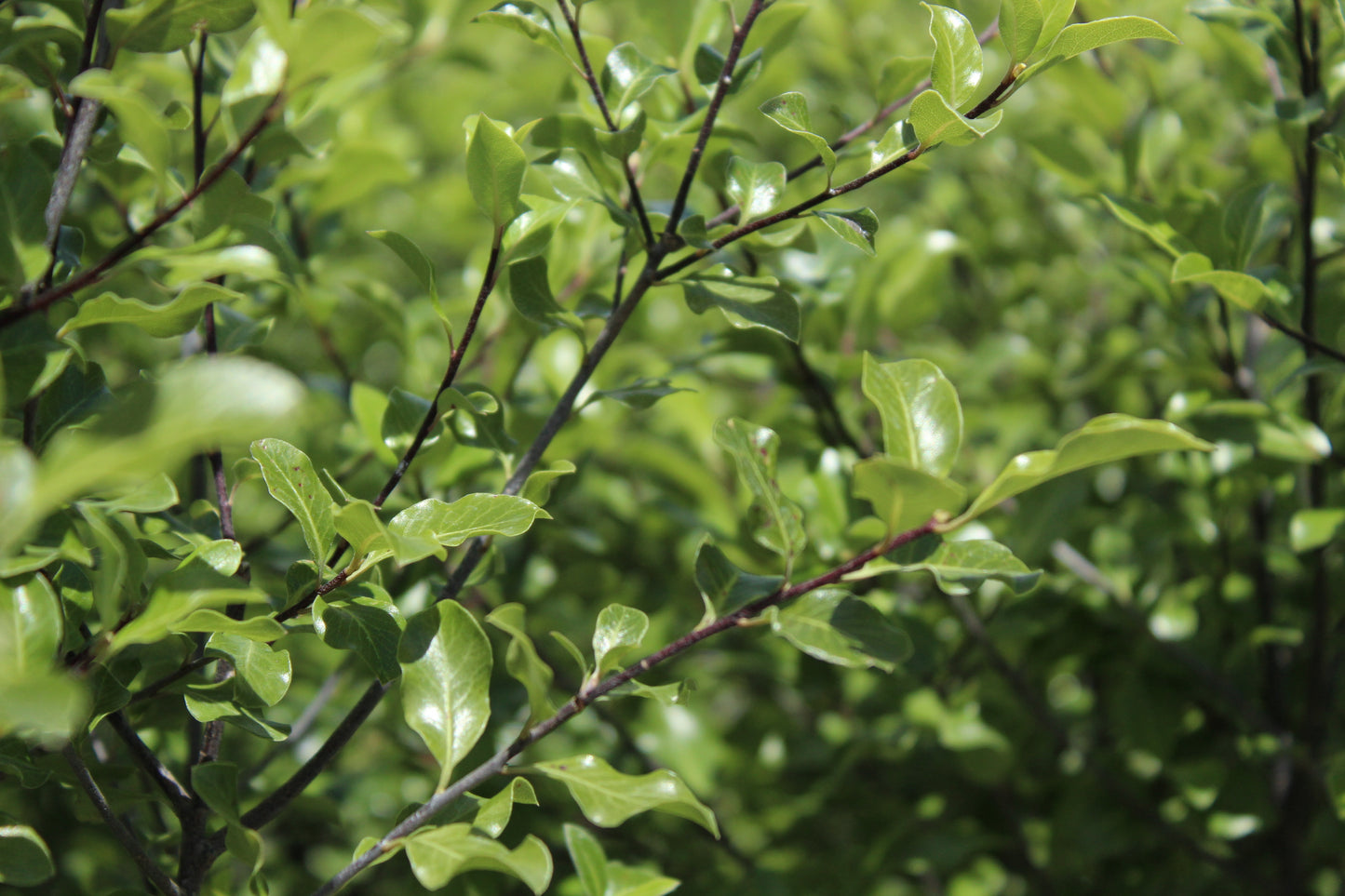 Pittosporum tenuifolium Wrinkled Blue