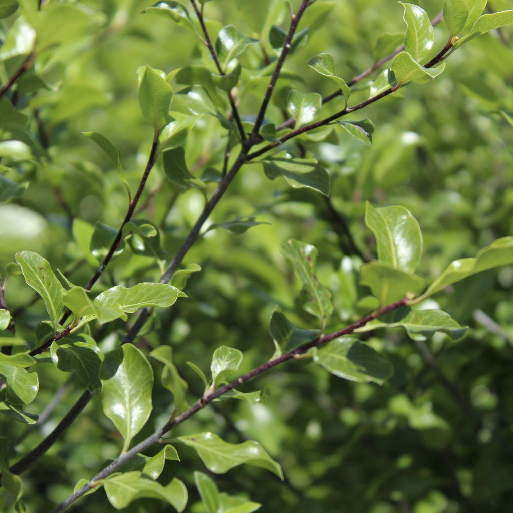 Pittosporum tenuifolium Wrinkled Blue Image