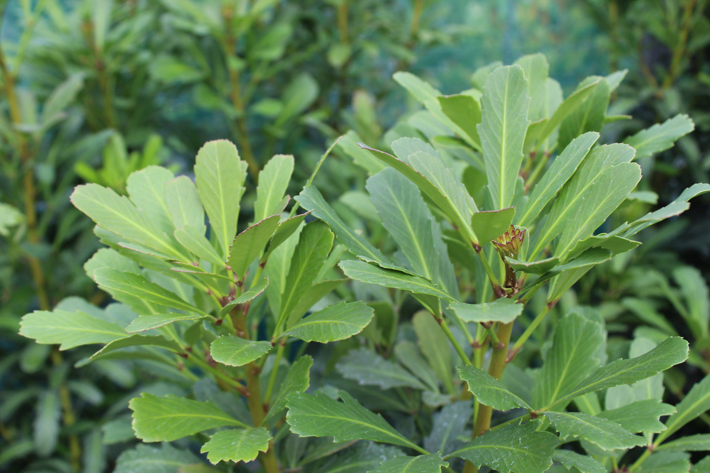 Pseudopanax Jade Fingers