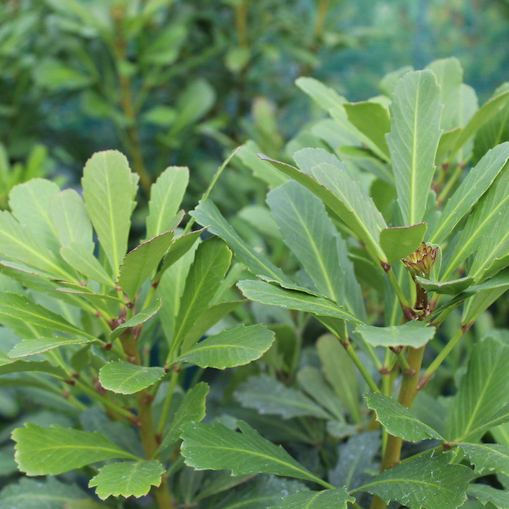Pseudopanax Jade Fingers Image