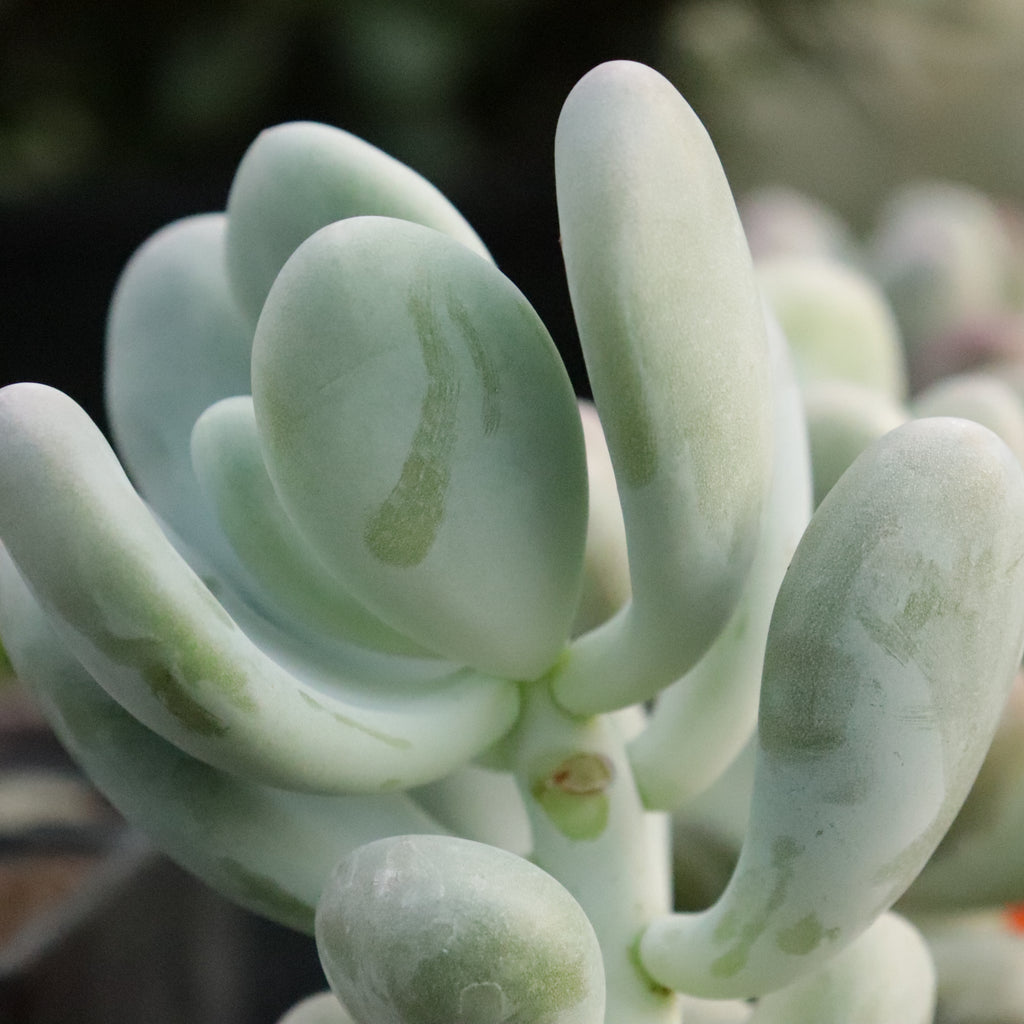 Pachyphytum oviferum Image