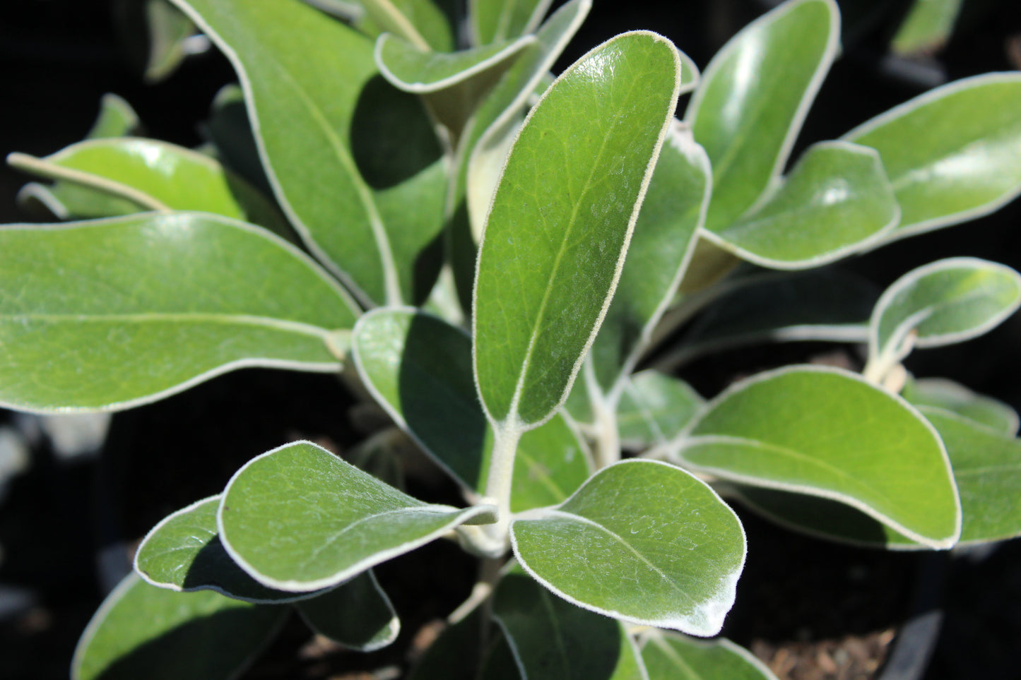 Pachystegia insignis