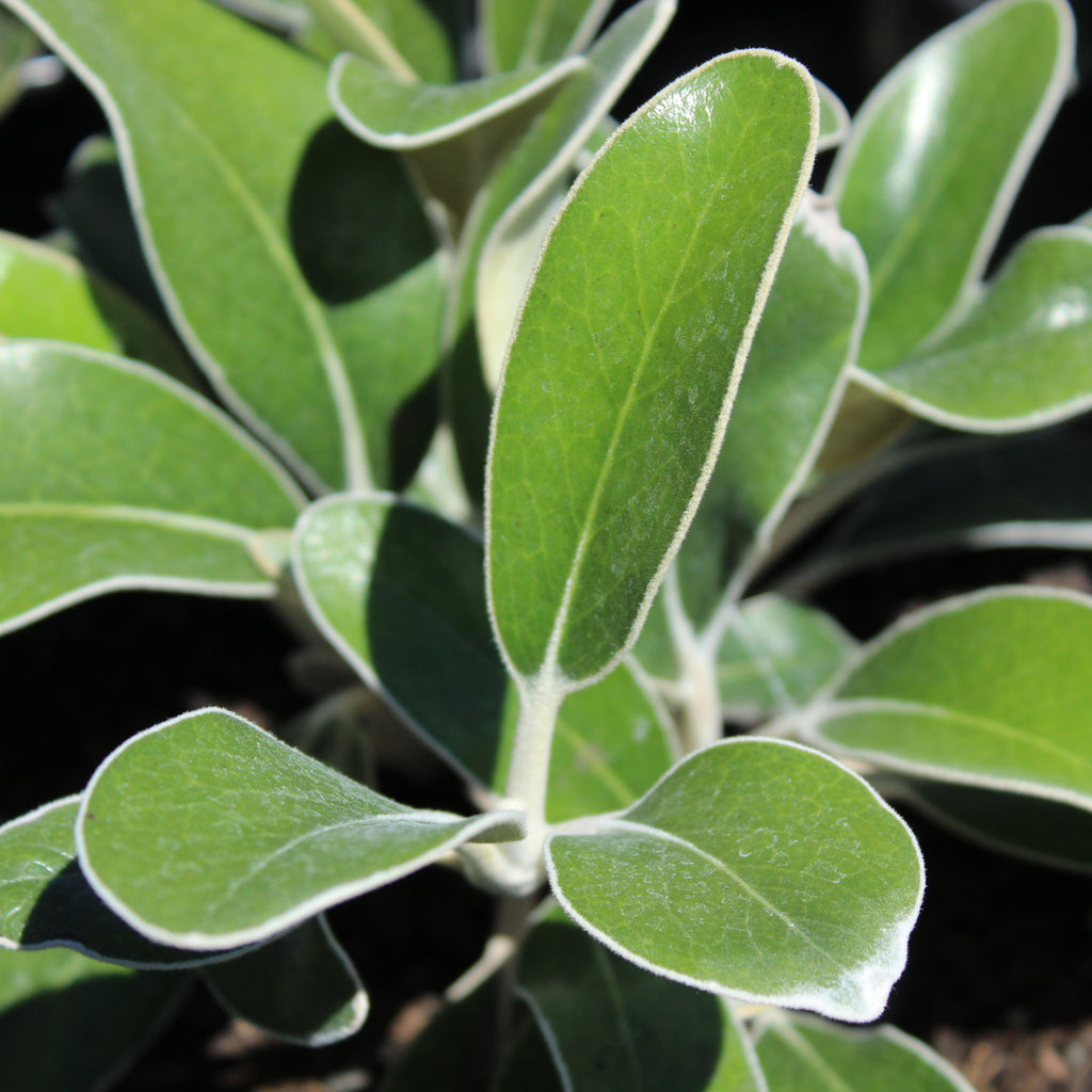 Pachystegia insignis Image