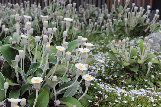 Pachystegia insignis 2