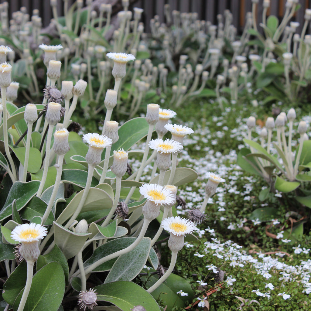 Pachystegia insignis Image