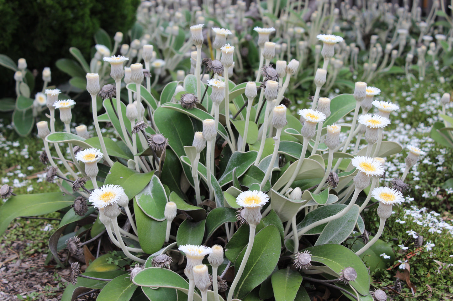 Pachystegia insignis 3