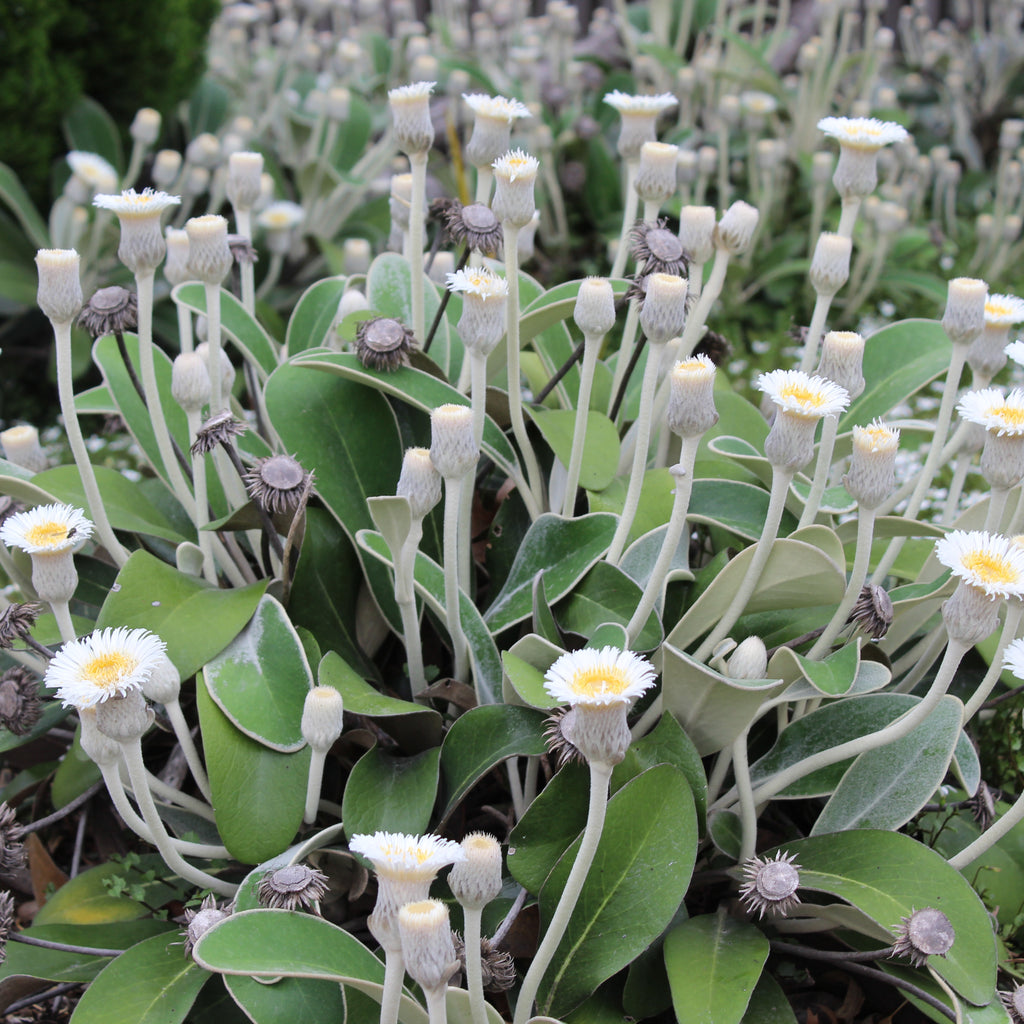 Pachystegia insignis Image