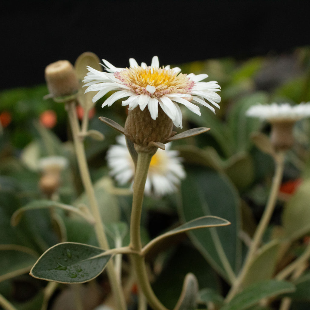 Pachystegia rufa Image