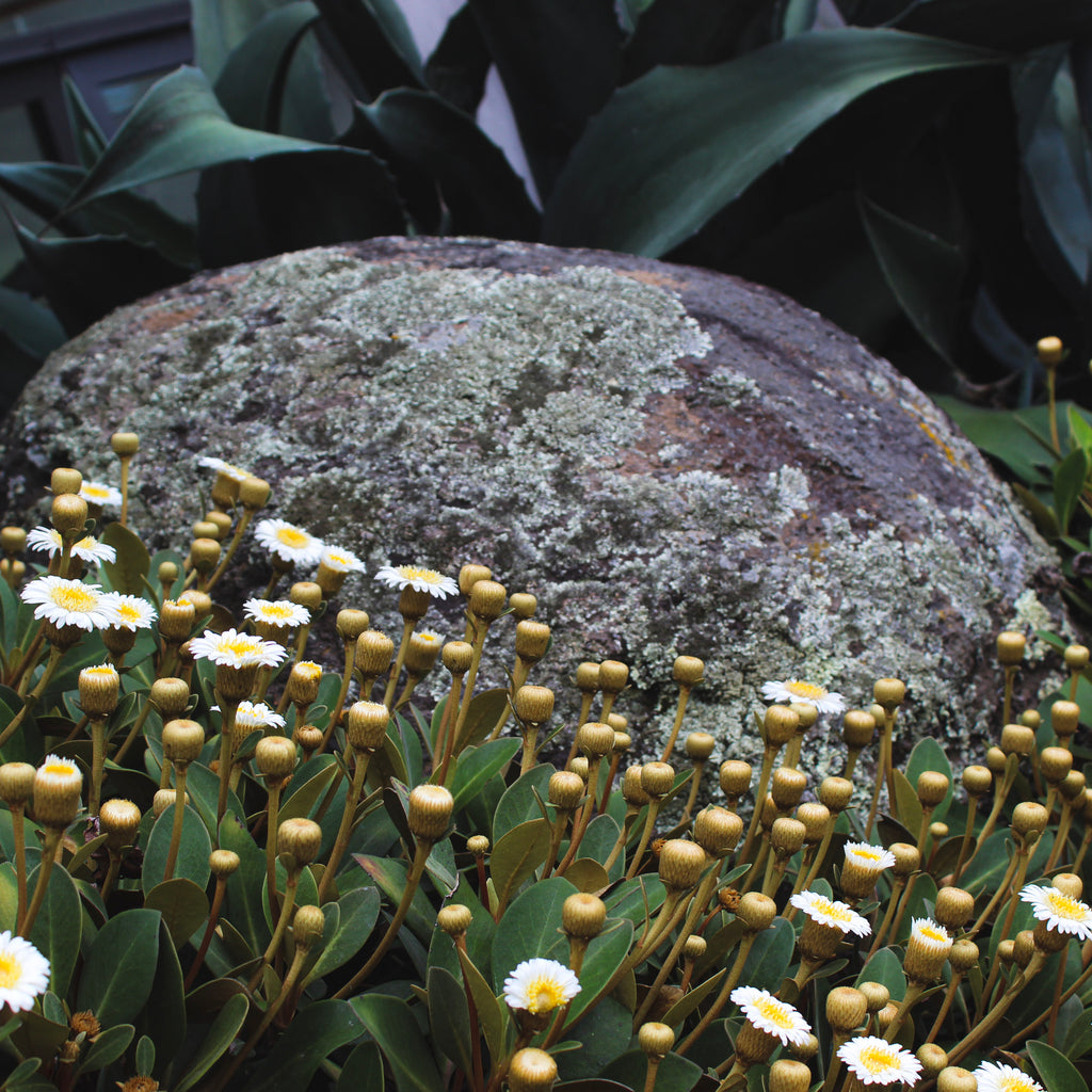 Pachystegia rufa Image