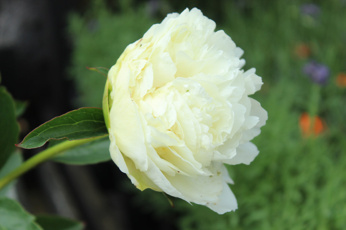 Paeonia Bridal Gown