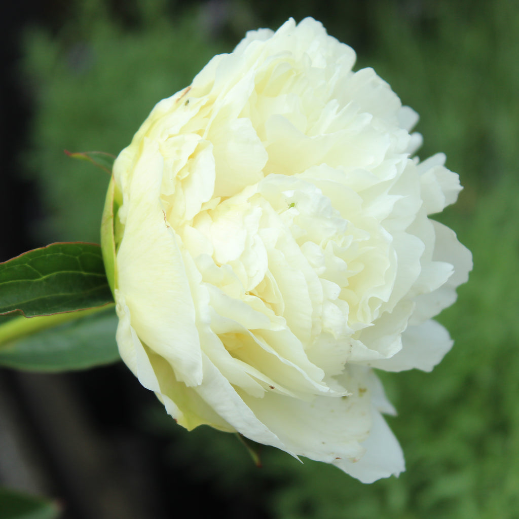 Paeonia Bridal Gown Image