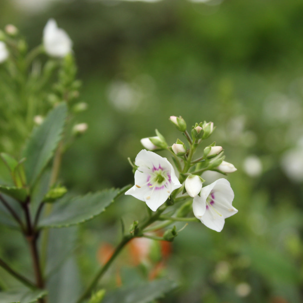Parahebe Avalanche Image