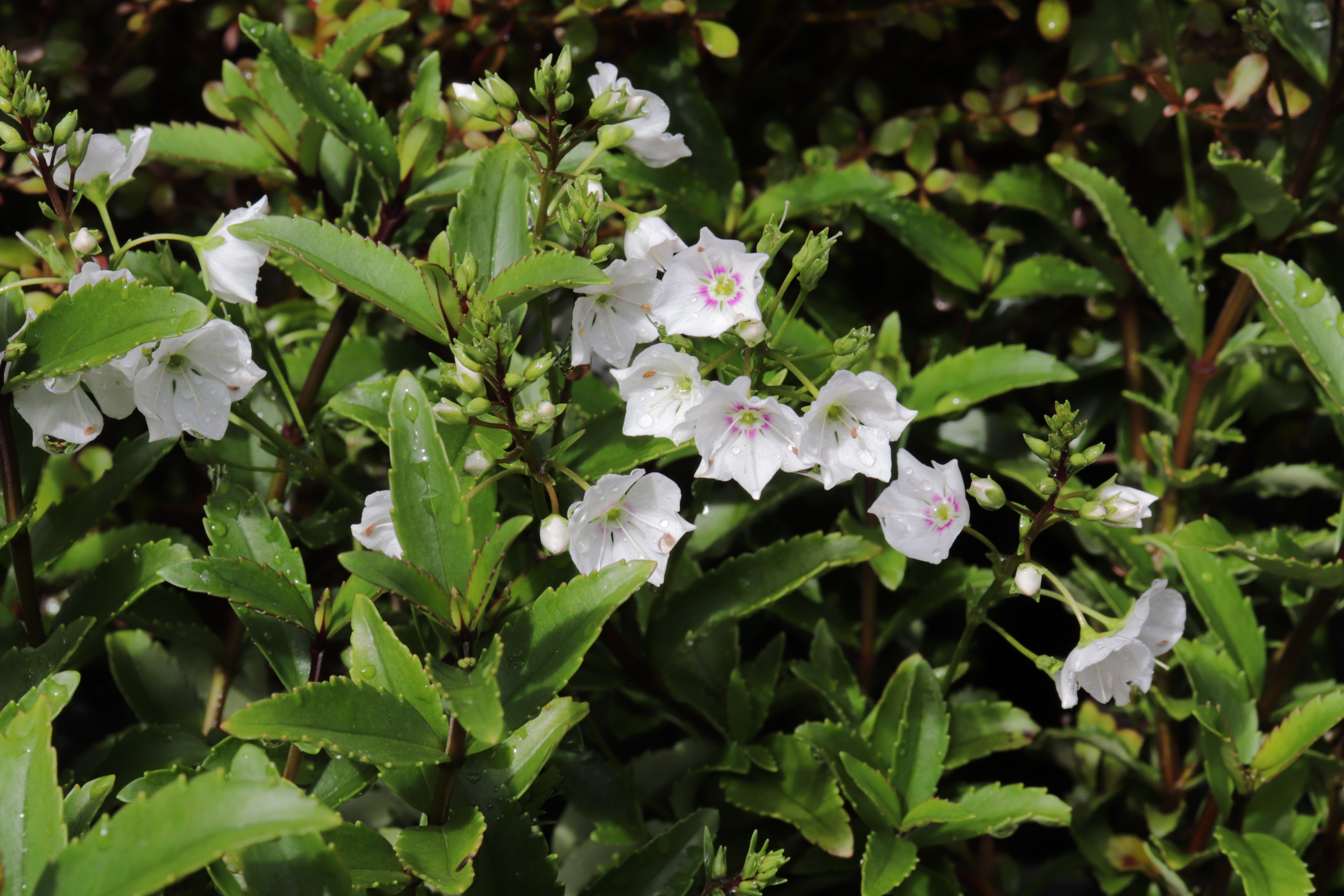 Parahebe Snowcap – Texture Plants, Landscapes, Lush Lawns Christchurch