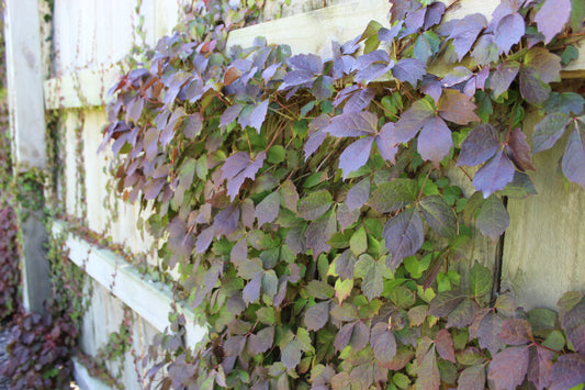 Parthenocissus t. Veitchii