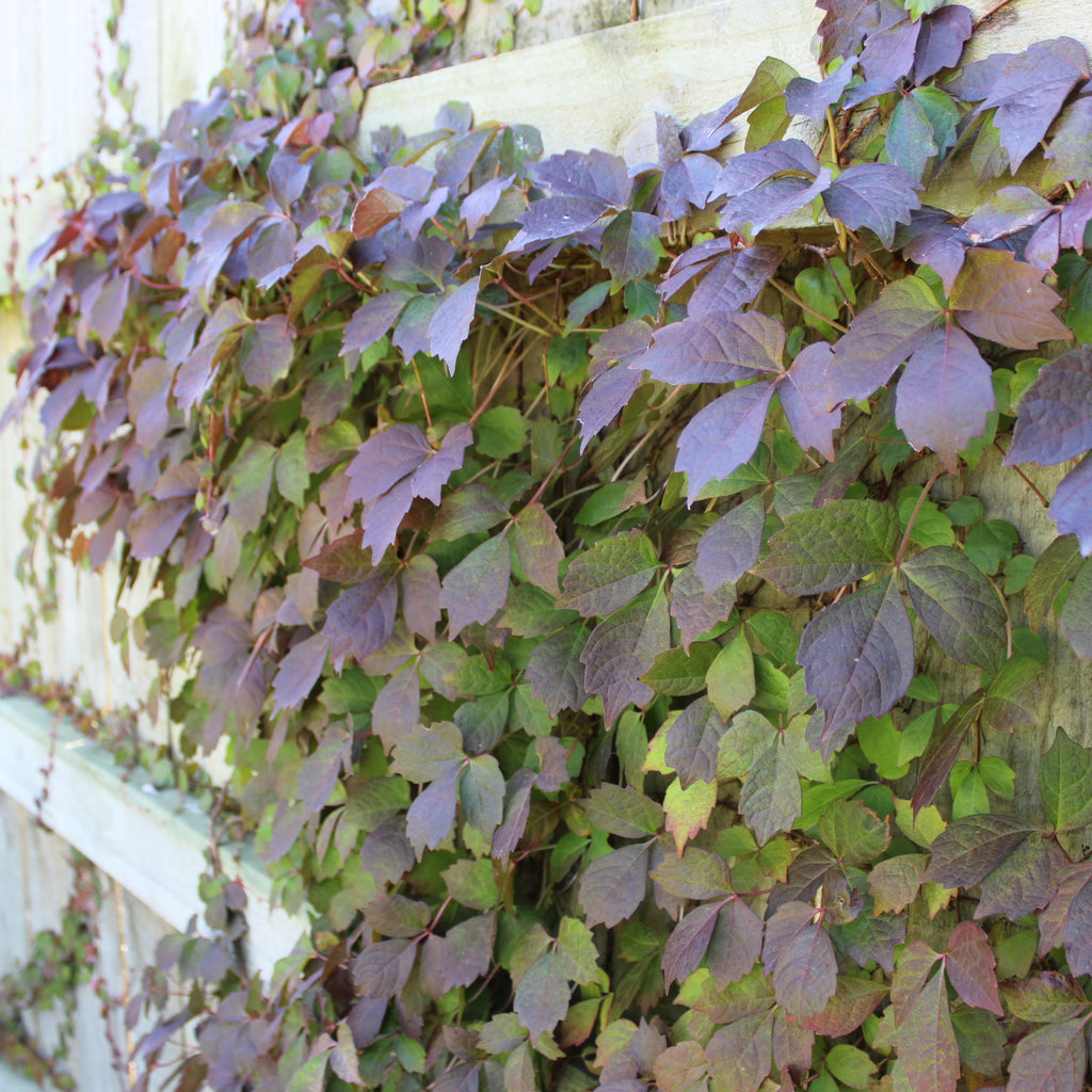 Parthenocissus tricuspidata Veitchii Image