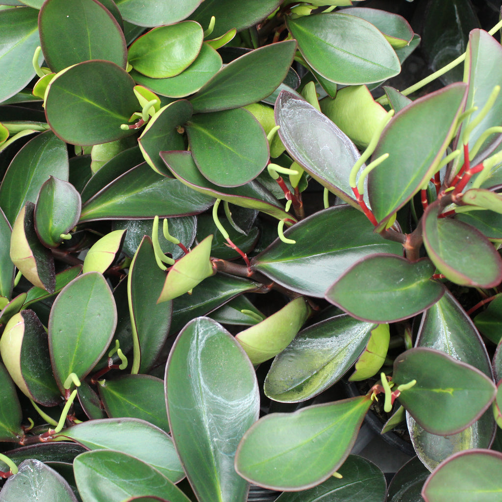 Peperomia Green Emerald Image