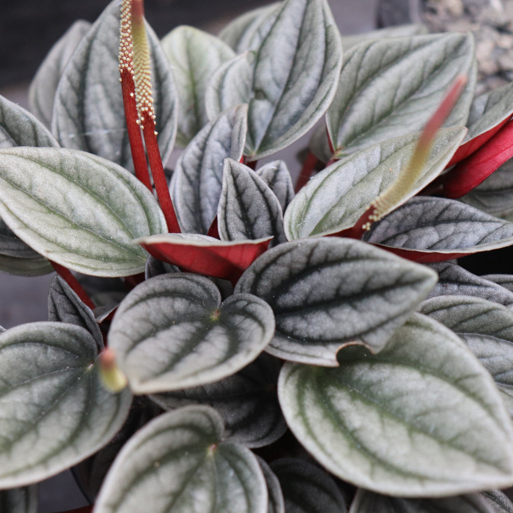 Peperomia Santorini Image
