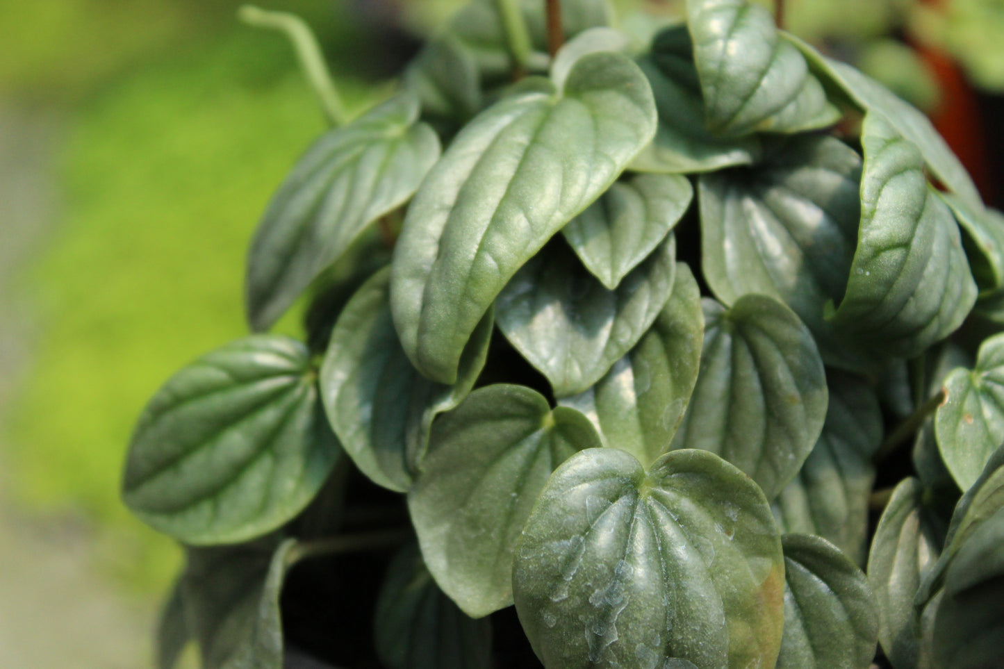 Peperomia caperata