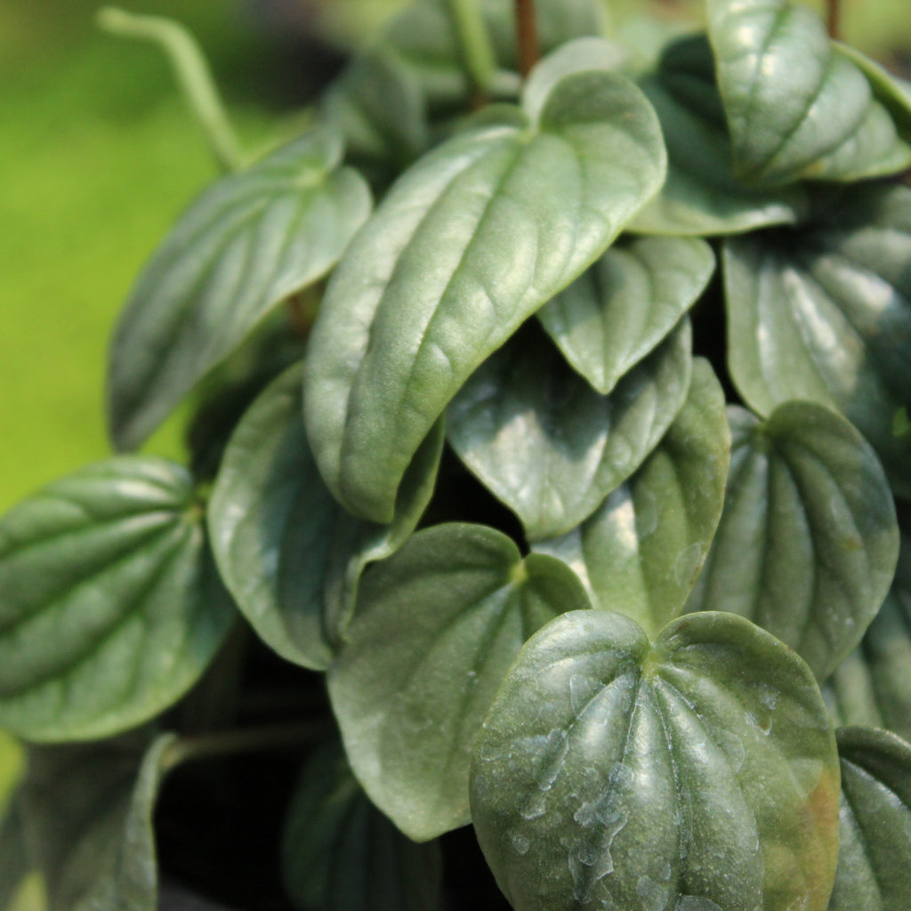 Peperomia caperata Image