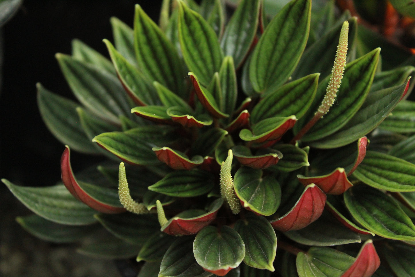 Peperomia caperata Rosso