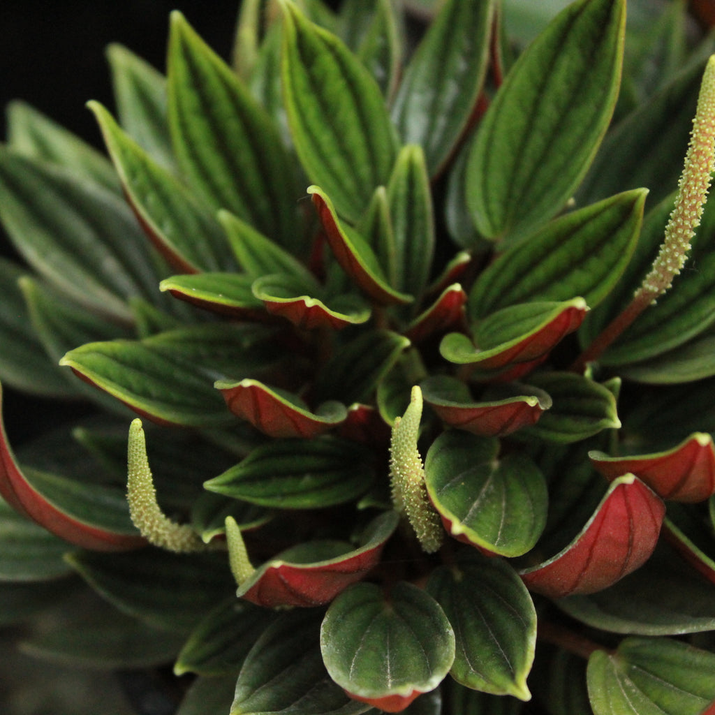 Peperomia caperata Rosso Image