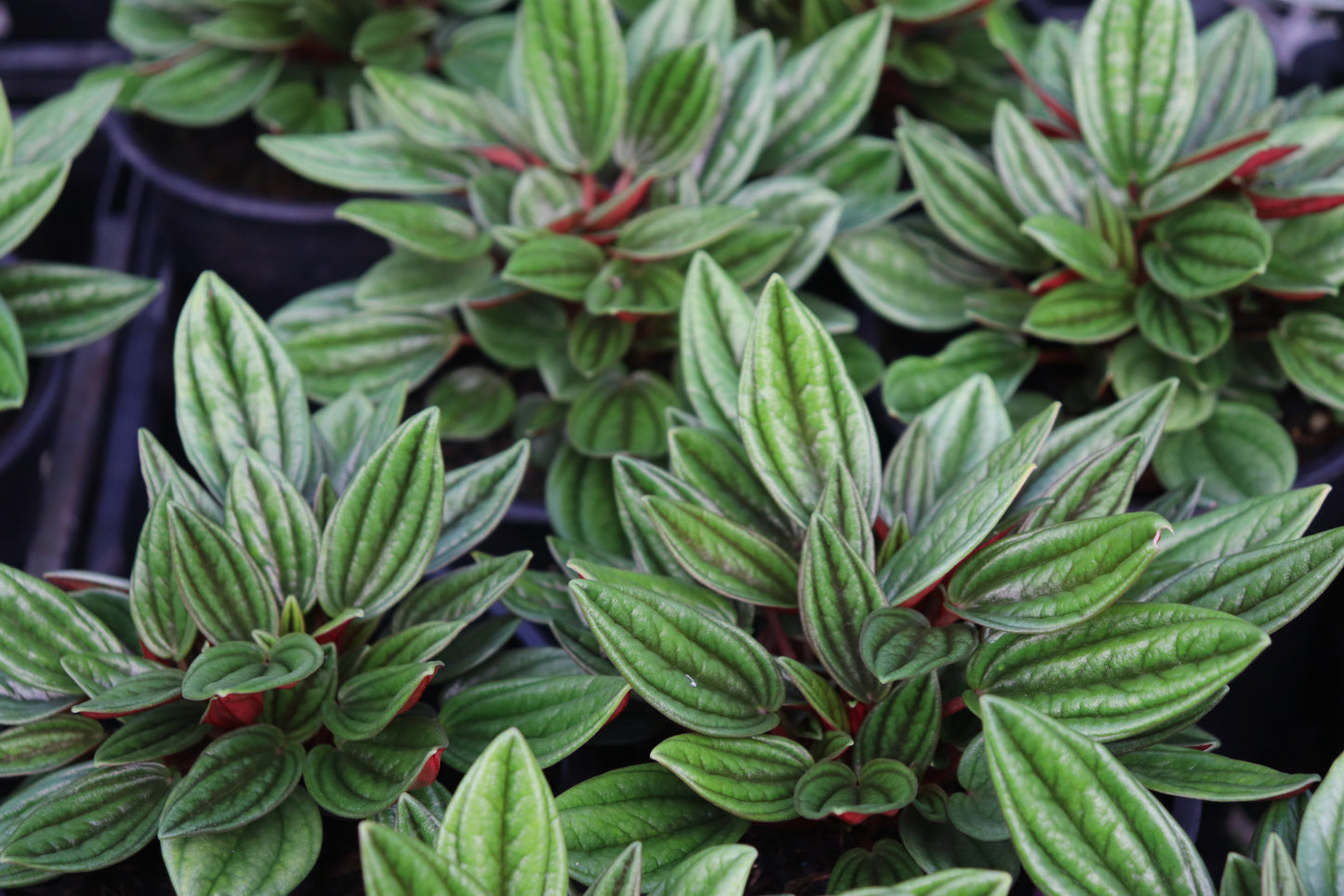 Peperomia_caperata_Rosso 2