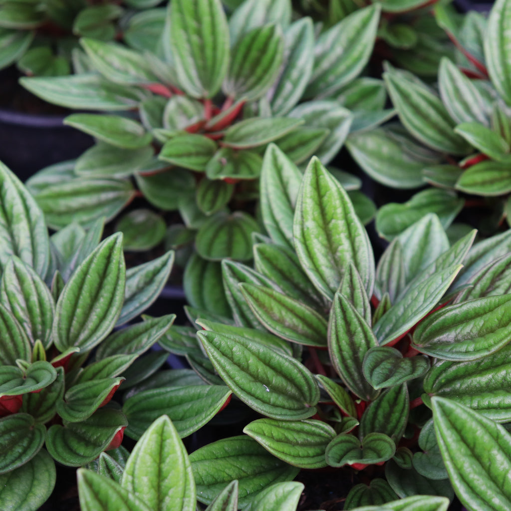 Peperomia caperata Rosso Image