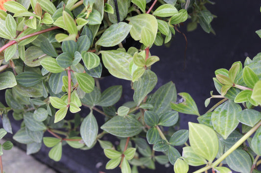 Peperomia dahlstedtii