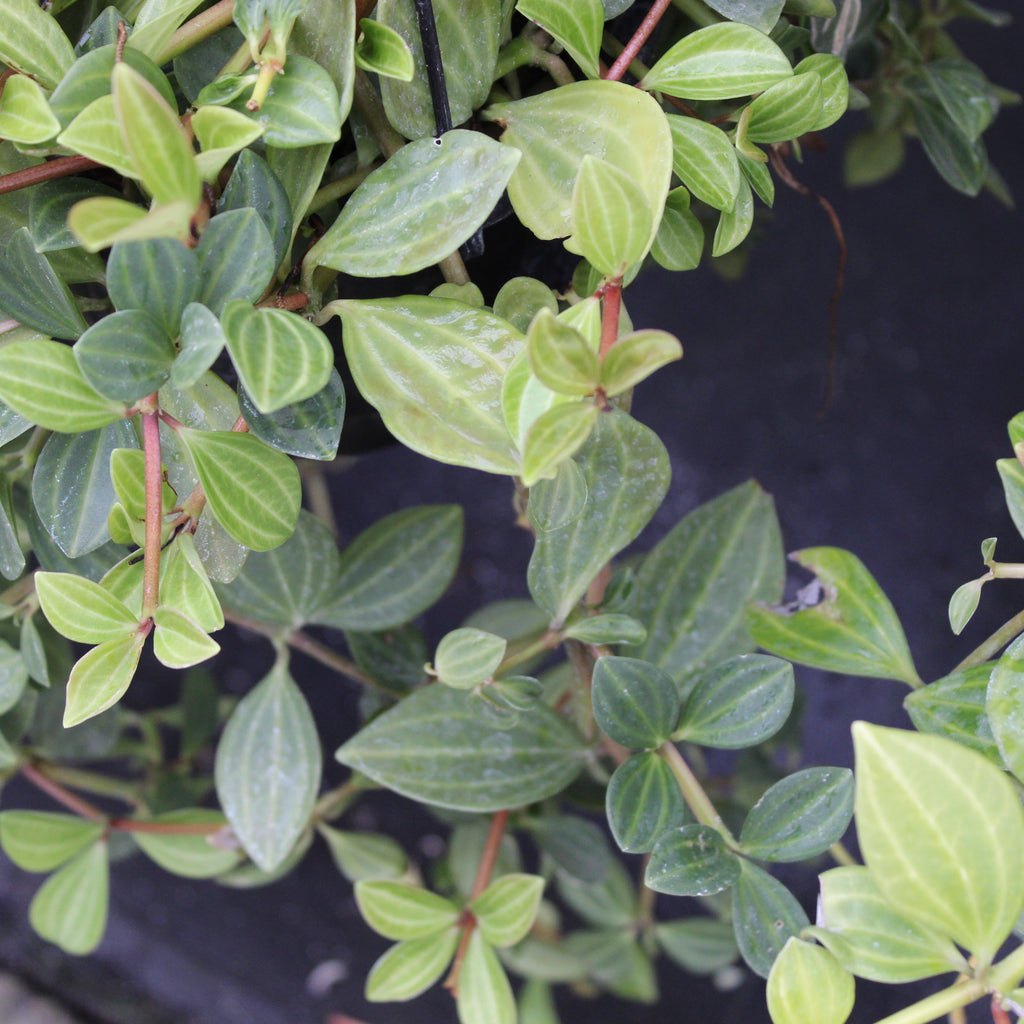 Peperomia dahlstedtii Image